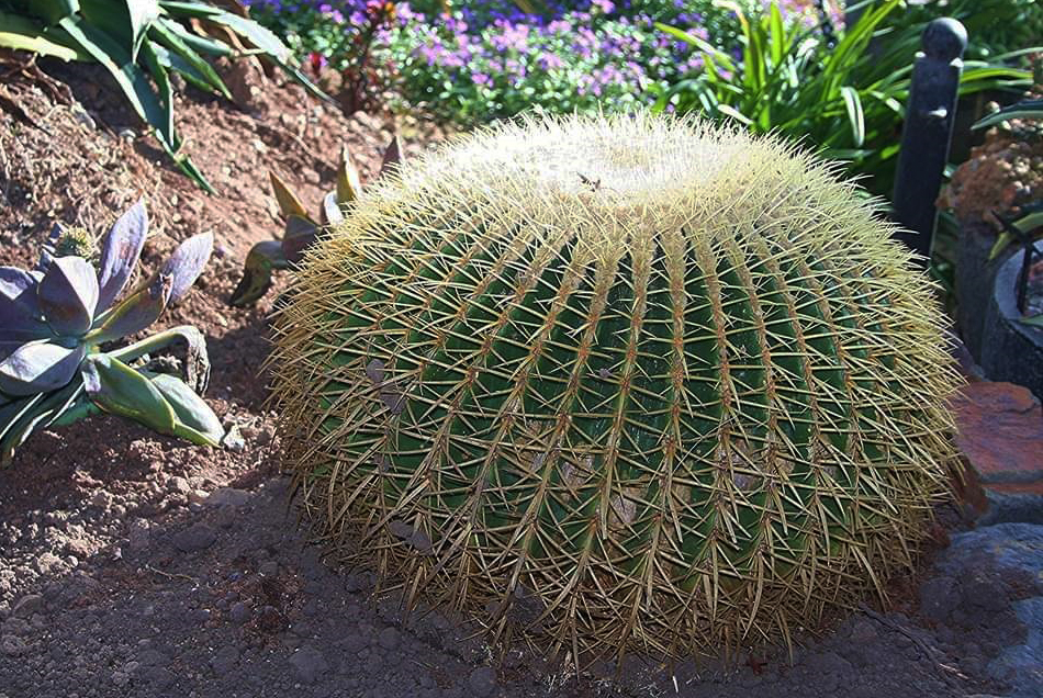 echinocactus in garden