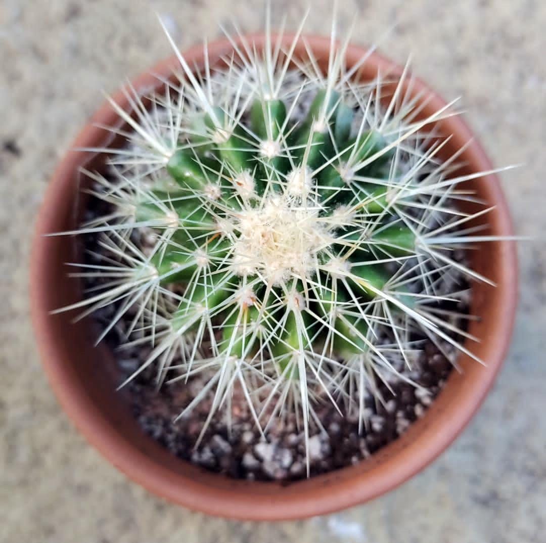 small echinocactus